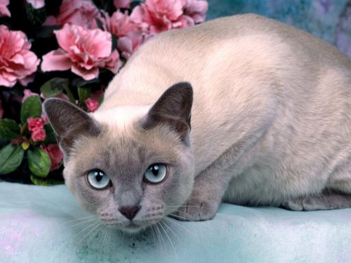 Tonkinese - Wild and Pet