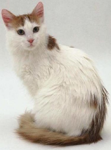 Turco Van - Wild and Pet