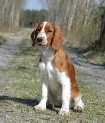 Welsh Springer Spaniel - Wild and Pet