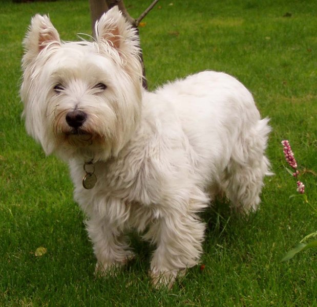 West Highland White Terrier - Wild and Pet