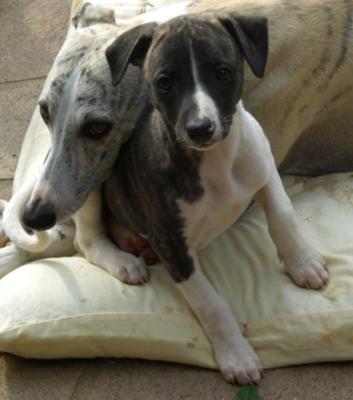 Whippet - Wild and Pet