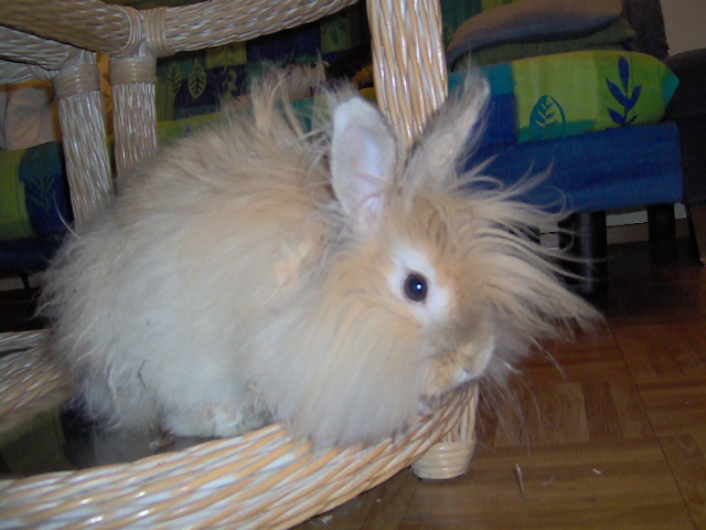 Jersey Wooly - Wild and Pet